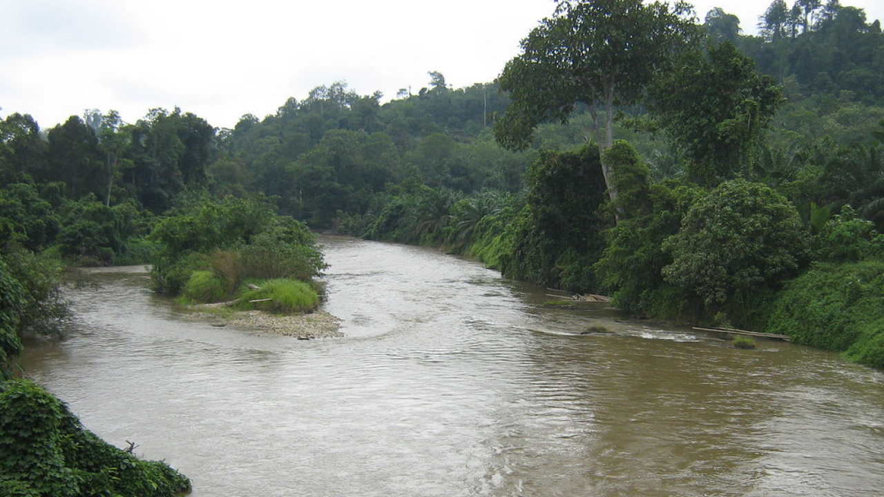 Sumber Daya Alam dan Kehutanan