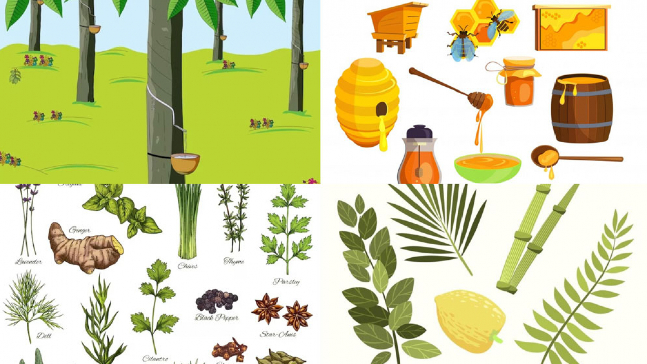 Hasil Hutan dan Produk Non-Kayu
