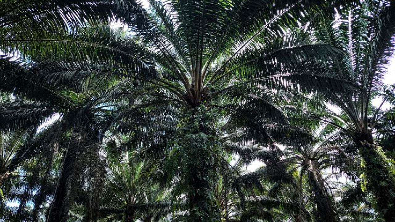 Perkebunan Kelapa Sawit