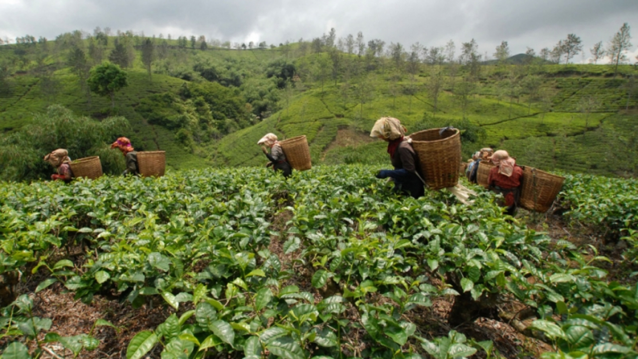 Pertanian & Perkebunan