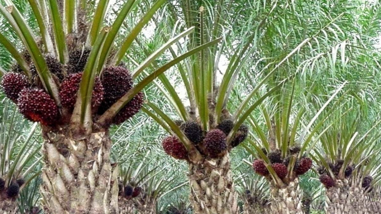 Perkebunan Kelapa Sawit
