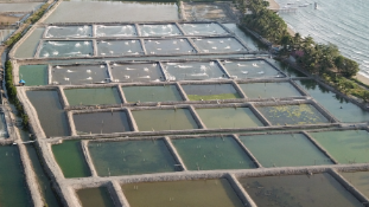 Perikanan Budidaya Udang dan Ikan
