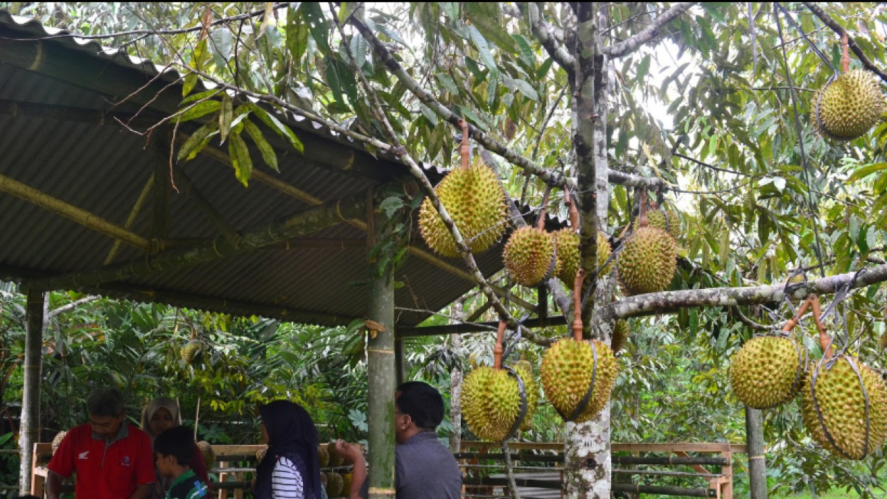 Perkebunan Durian