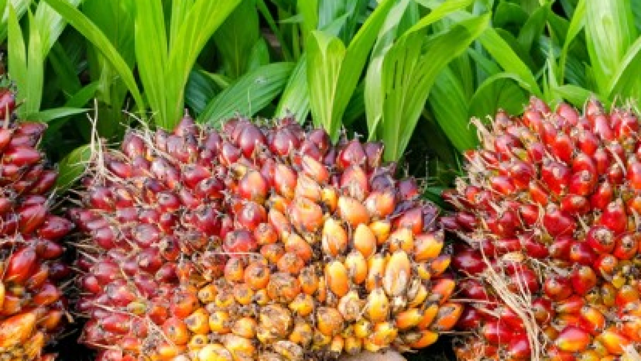 Pengelolaan lahan untuk perkebunan kelapa sawit
