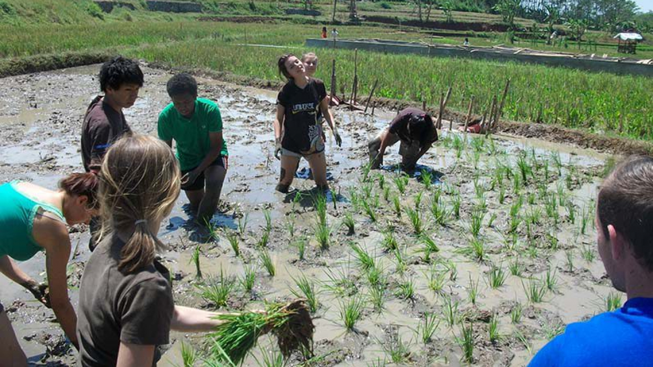 Agro & Pertanian Lokal