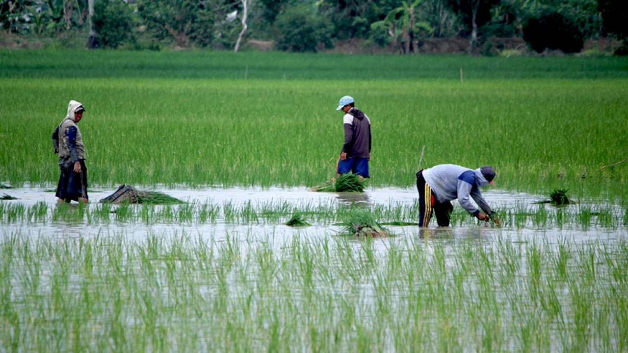 Lingkungan Pedesaan Asri