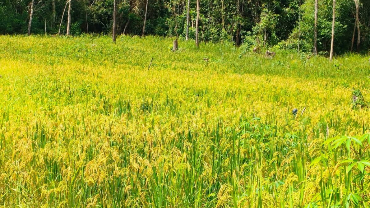 Potensi Unggulan Desa Penjawaan