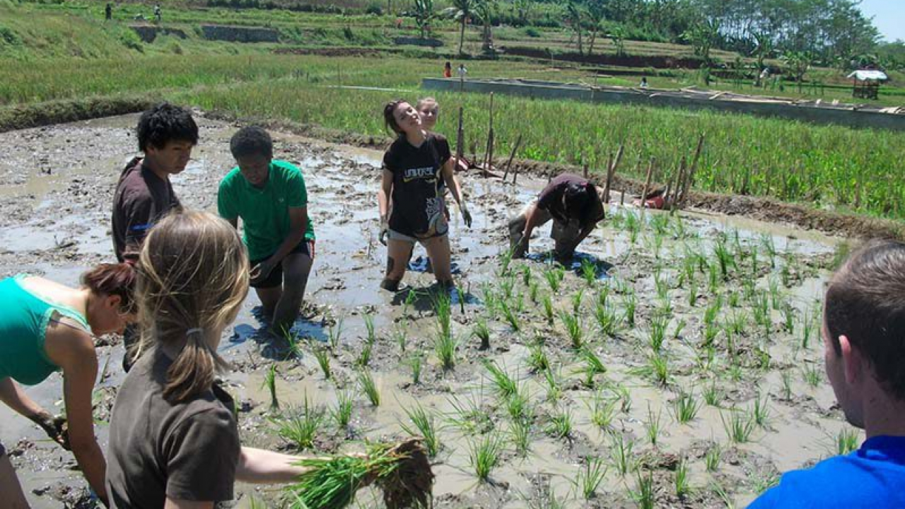 Wisata Agro Lokal (Pengalaman Pertanian)