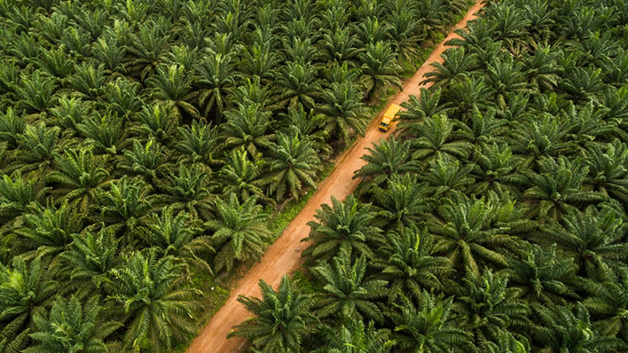 Kebun Kelapa Sawit