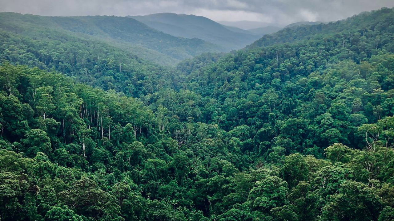 Kawasan Hutan Alam Desa Demit