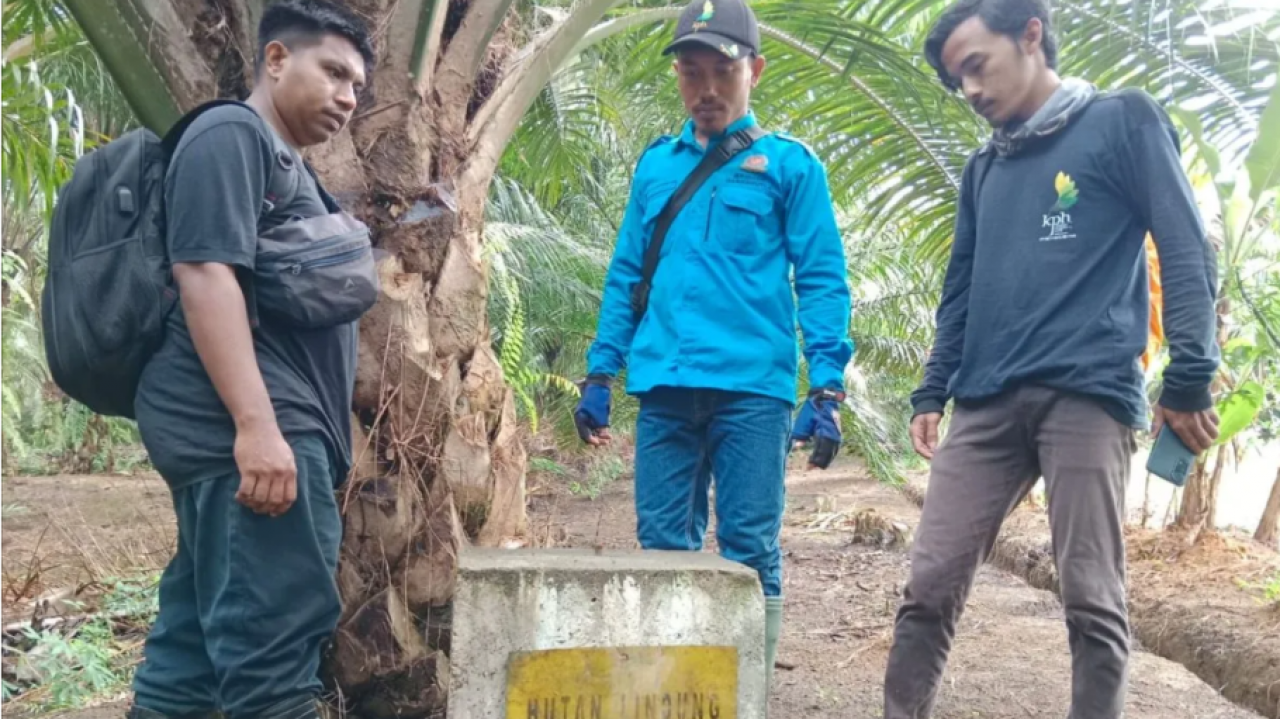 50 ha kawasan Hutan Lindung Gunung Tarak ditanami sawit