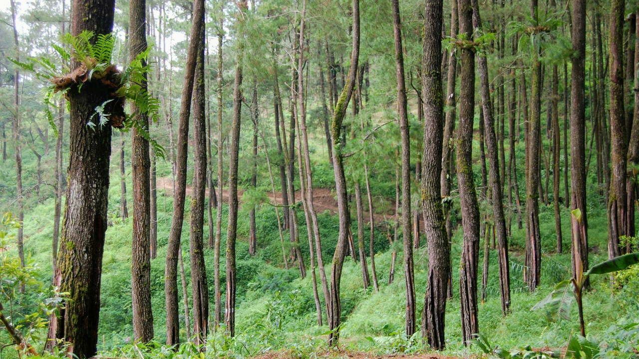 Ekowisata Hutan Desa