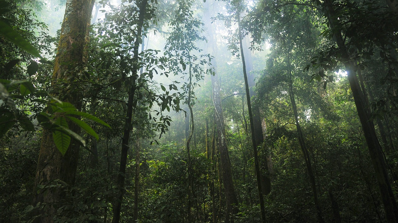 Hutan Tropis & Keanekaragaman Hayati
