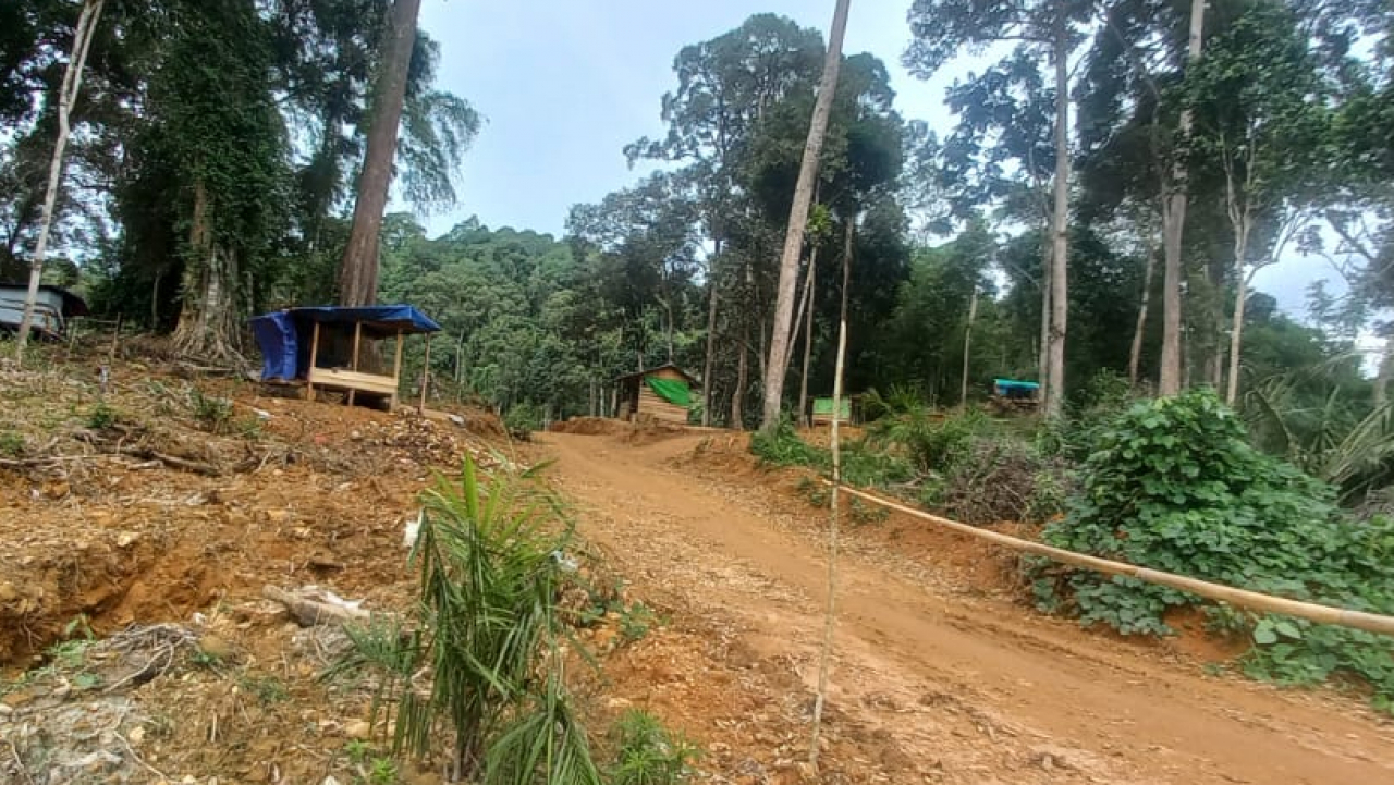 Pesona Kebun Durian Di Antara Perkebunan Kelapa Sawit dan Hutan Desa Jago Bersatu