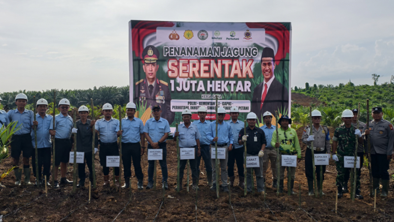 Perkebunan Jagung