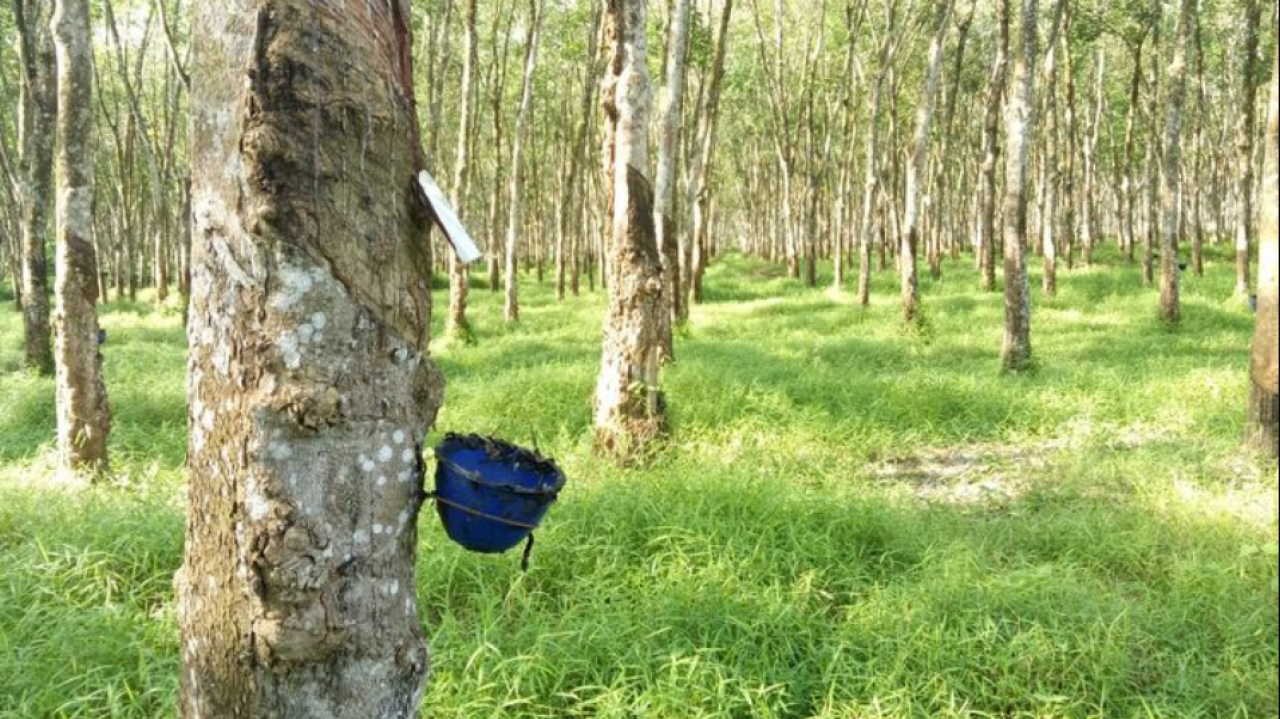 Perkebunan Karet