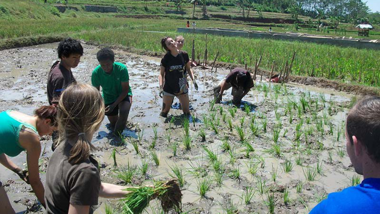 Agro & Edukasi Pertanian Sederhana