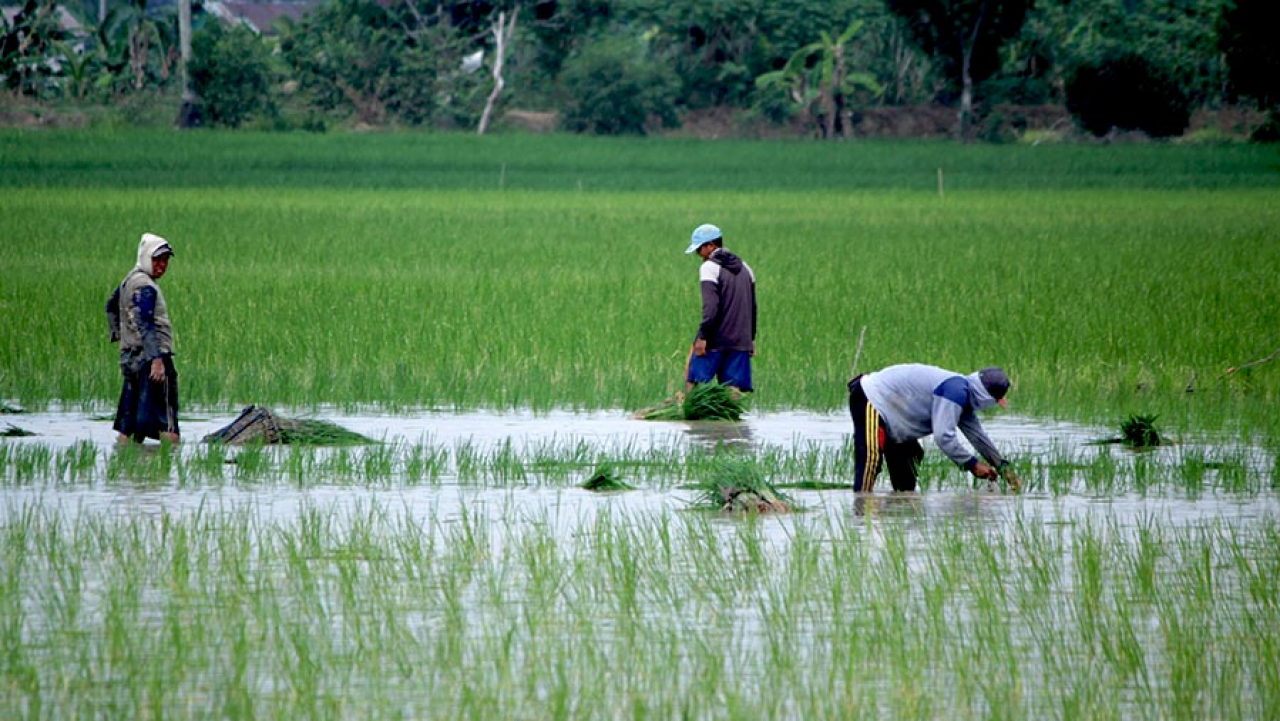 Lingkungan Alam & Suasana Pedesaan