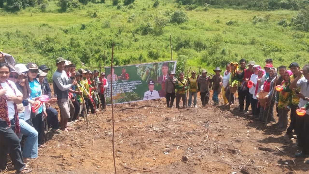 Penanaman Jagung: Tanjung Beringin Tingkatkan Ketahanan Pangan