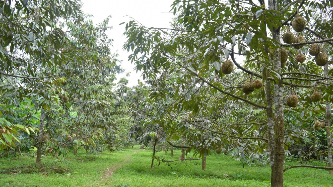 Perkebunan Durian