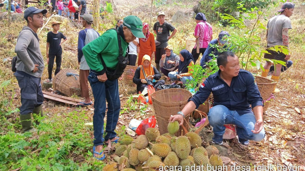 Pesta Durian di Teluk Bayur: Tradisi Unik Merayakan Panen Raya