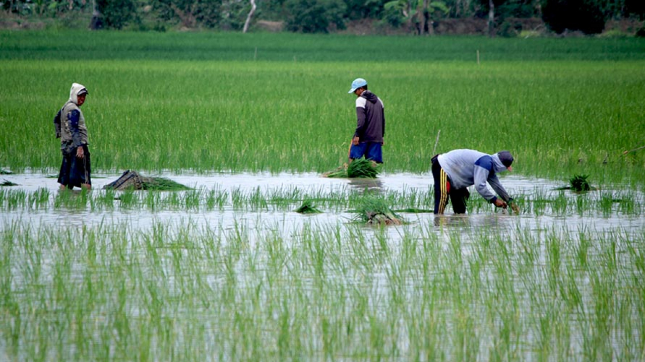 Sawah & Agro Edukasi