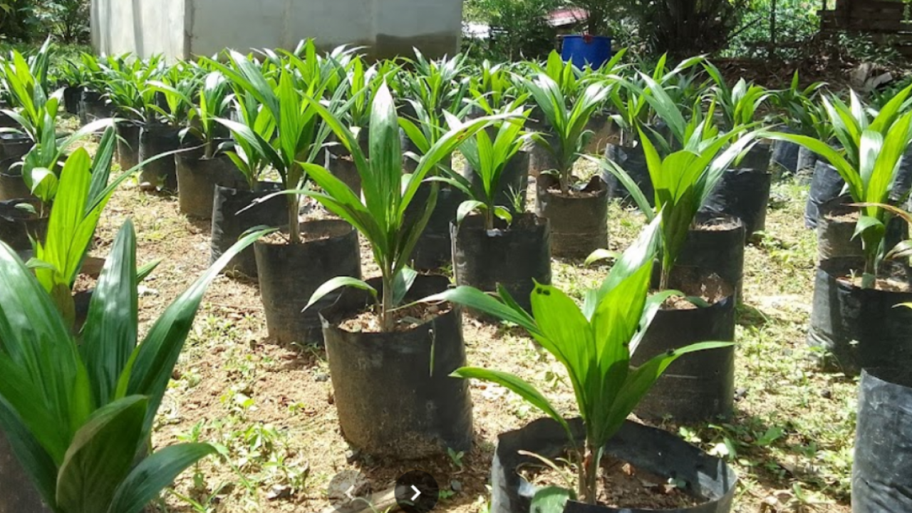 Bibit Sawit