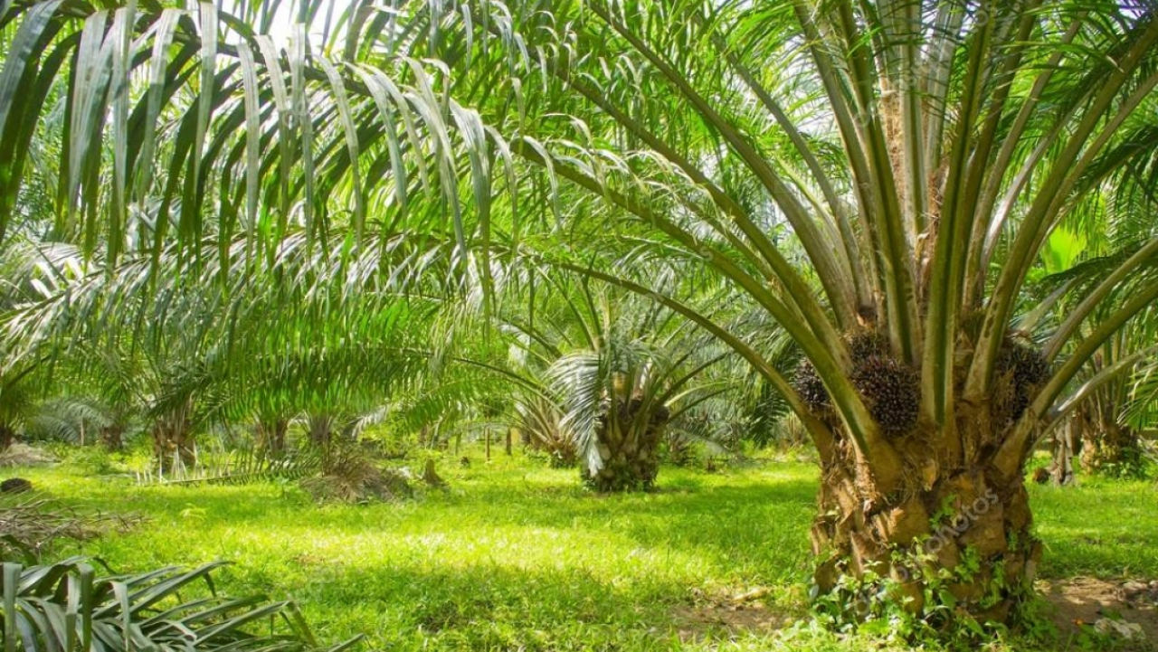 Kelapa Sawit