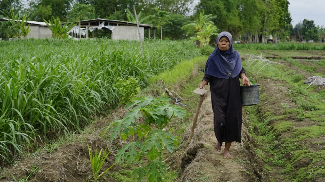 Agro & Pertanian Desa