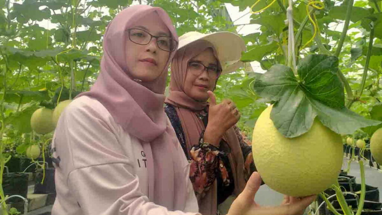 Wisata Petik Buah