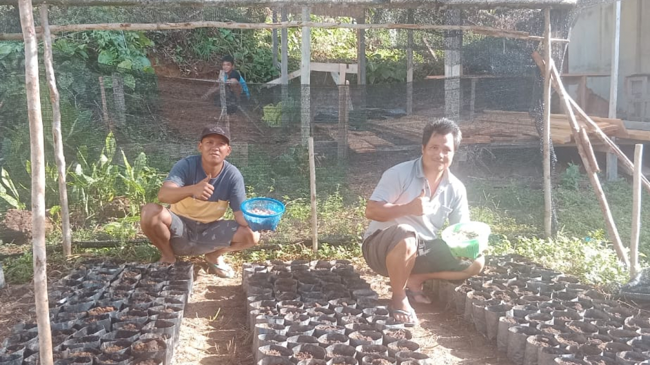 Pembibitan Budidaya Tanaman Kakau ( Coklat )