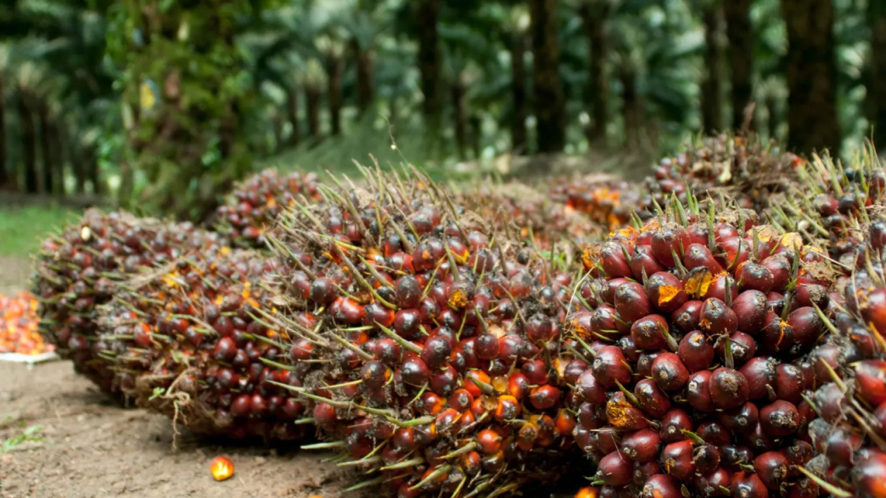 Perkebunan Kelapa Sawit & Karet
