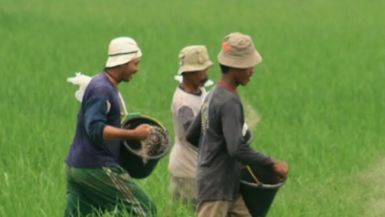 Pertanian dan Penggilingan Padi