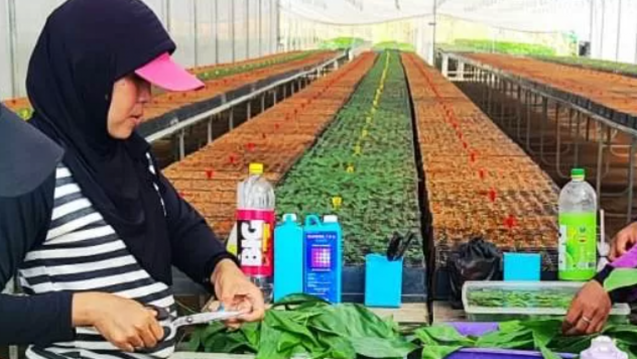 Gadis-gadis Desa di Simpang Hulu Tak Lagi Mencari Kerja ke Kota Gegara PT Mayawana Persada