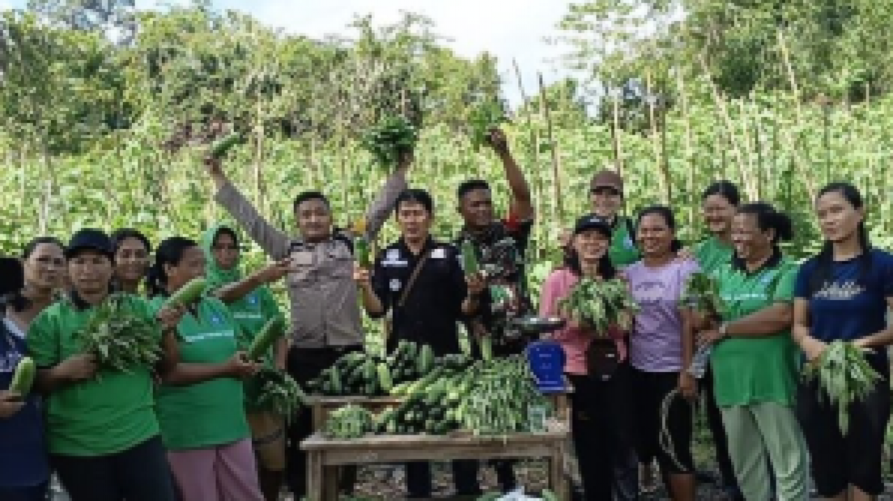 Bhabinkamtibmas Polsek Simpang Hulu Panen Sayuran Bersama Kelompok Tani Desa Kualan Tengah