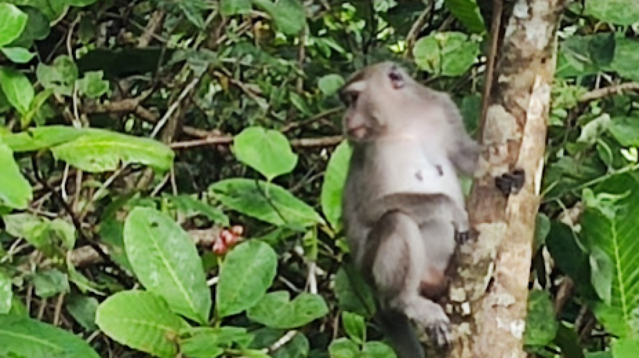 Hutan Kota Teluk Akar Bergantung