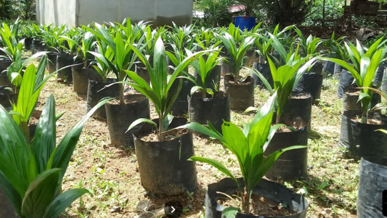 Bibit Sawit