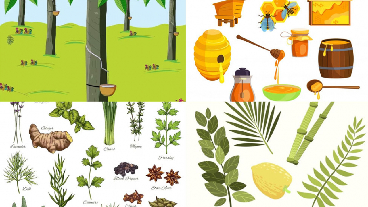 Hasil Hutan dan Produk Non-Kayu