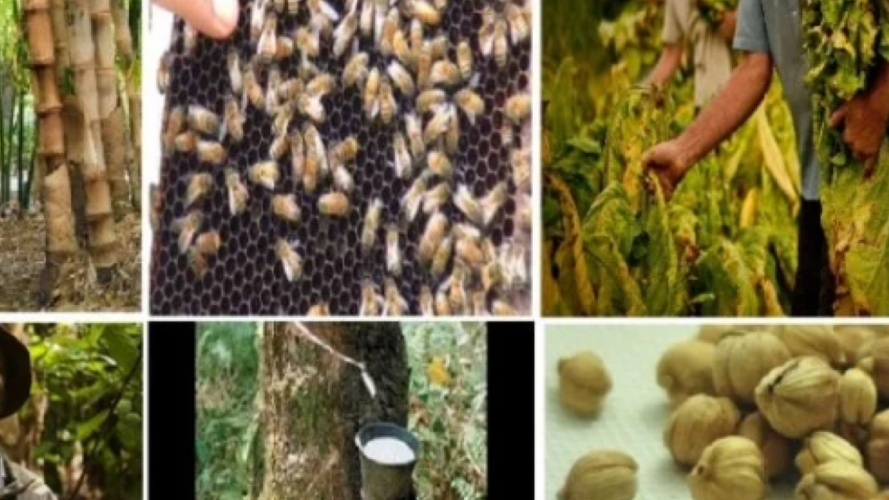 Hasil Hutan dan Produk Non-Kayu
