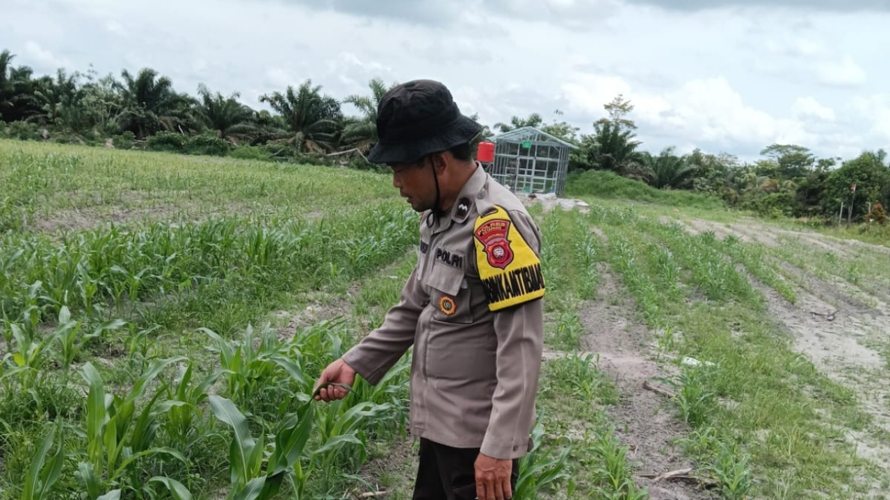 Dorong Hasil Pertanian Jagung Secara Optimal Aipda Teguh Rutin Pantau Pertumbuhan Tanaman Jagung Di Kecamatan Nanga Tayap