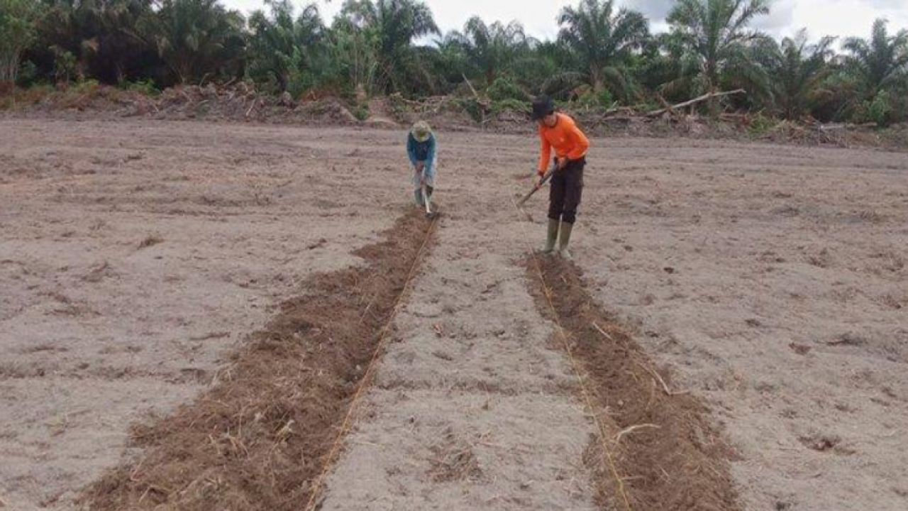 Siapkan Lahan Untuk Penanaman Bibit Jagung, Kapolsek Nanga Tayap Siap Dukung Ketahanan Pangan