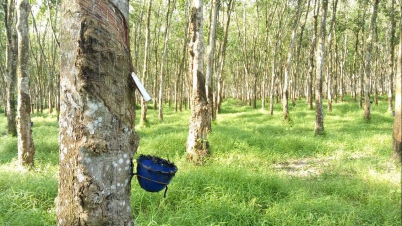 Perkebunan Karet
