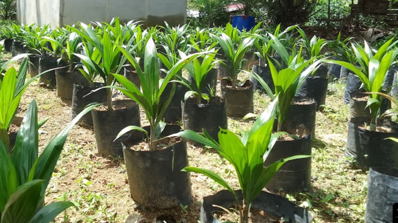 Kebun Kelapa Sawit FR