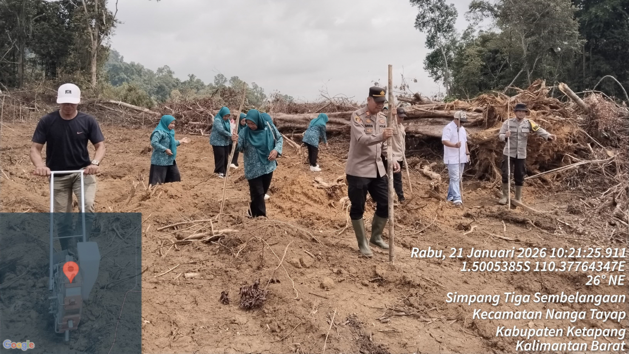 Jagung Hibrida: Kunci Ketahanan Pangan Desa!