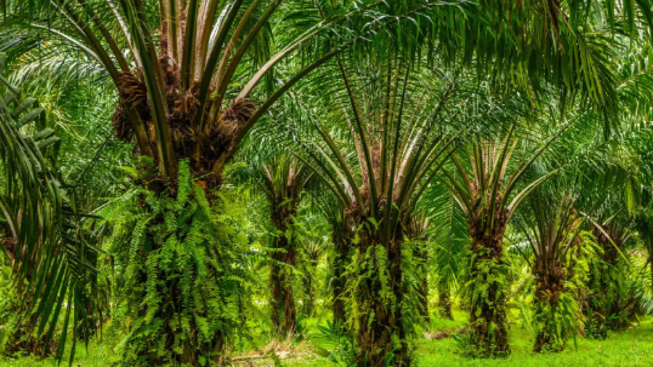 Perkebunan