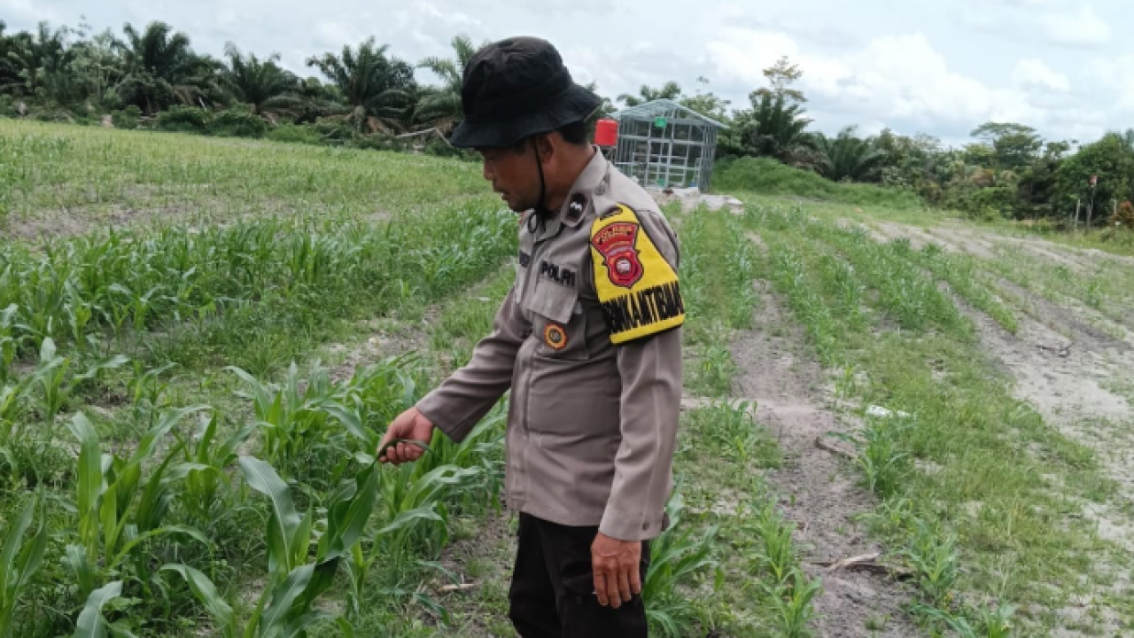 Dorong Hasil Pertanian Jagung Secara Optimal Aipda Teguh Rutin Pantau Pertumbuhan Tanaman Jagung Di Kecamatan Nanga Tayap