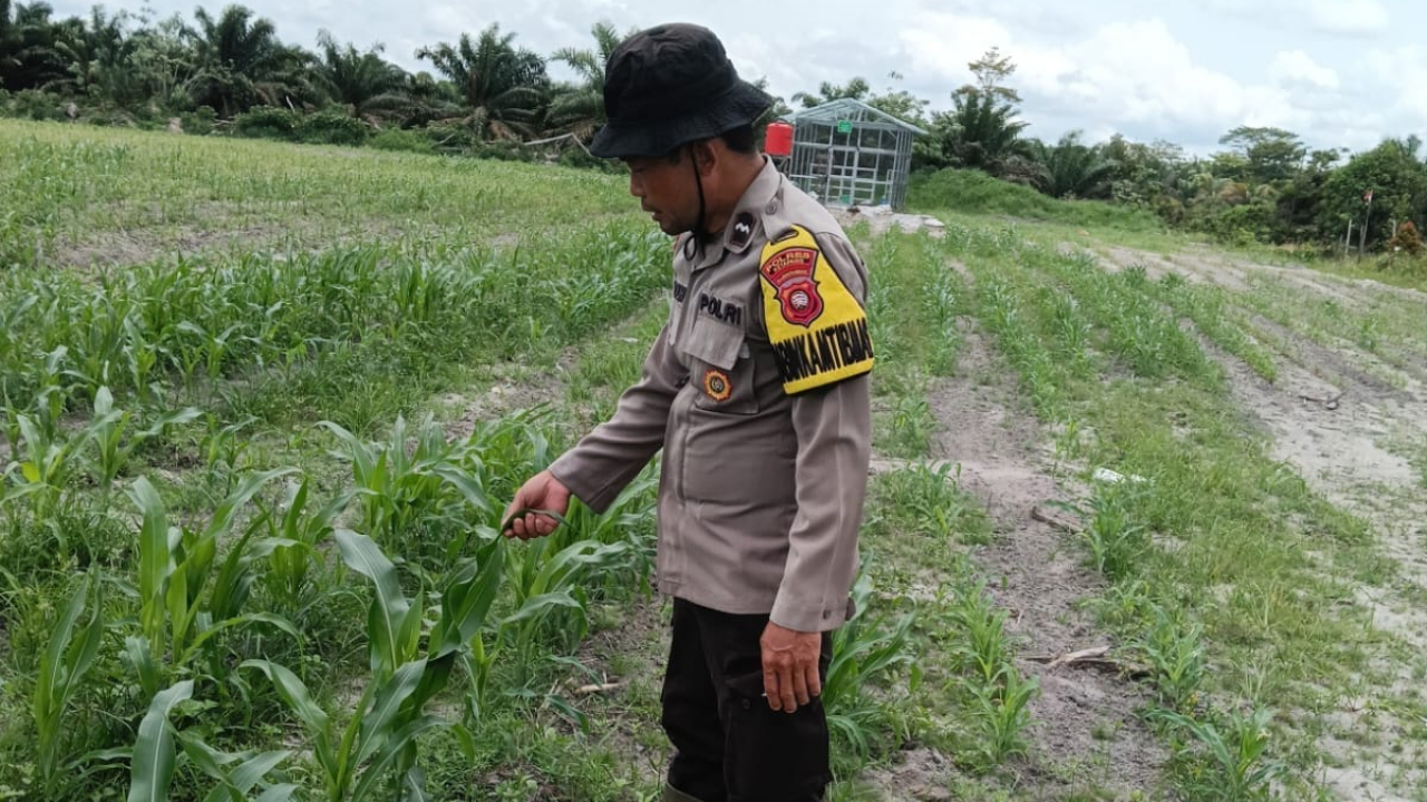 Dorong Hasil Pertanian Jagung Secara Optimal Aipda Teguh Rutin Pantau Pertumbuhan Tanaman Jagung Di Kecamatan Nanga Tayap