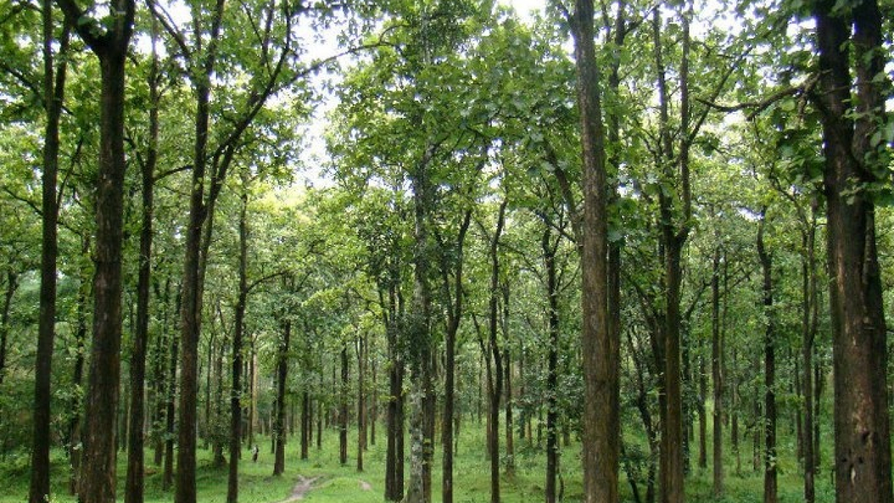 Pemanfaatan Hasil Hutan Bukan Kayu