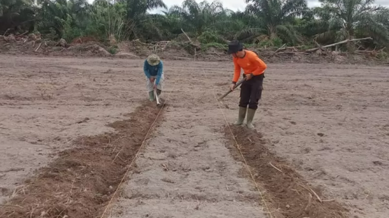 Siapkan Lahan Untuk Penanaman Bibit Jagung, Kapolsek Nanga Tayap Siap Dukung Ketahanan Pangan