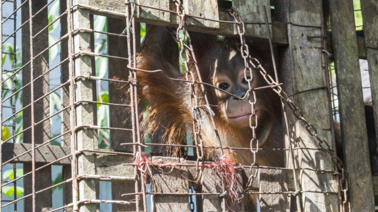 Pekerjaan Rumah Penyadartahuan Orangutan di Sandai, Kabupaten Ketapang